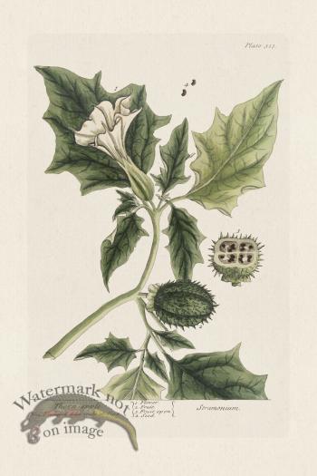 BEE 313 Thornapple